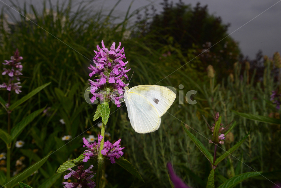 자연,접사,근접촬영,곤충,macro,micro,녹색,green,나비,closeup,흰나비,꽃,식물,자연,plants,nature,꽃,flower,동물,animal,곤충,벌레,insect,bug