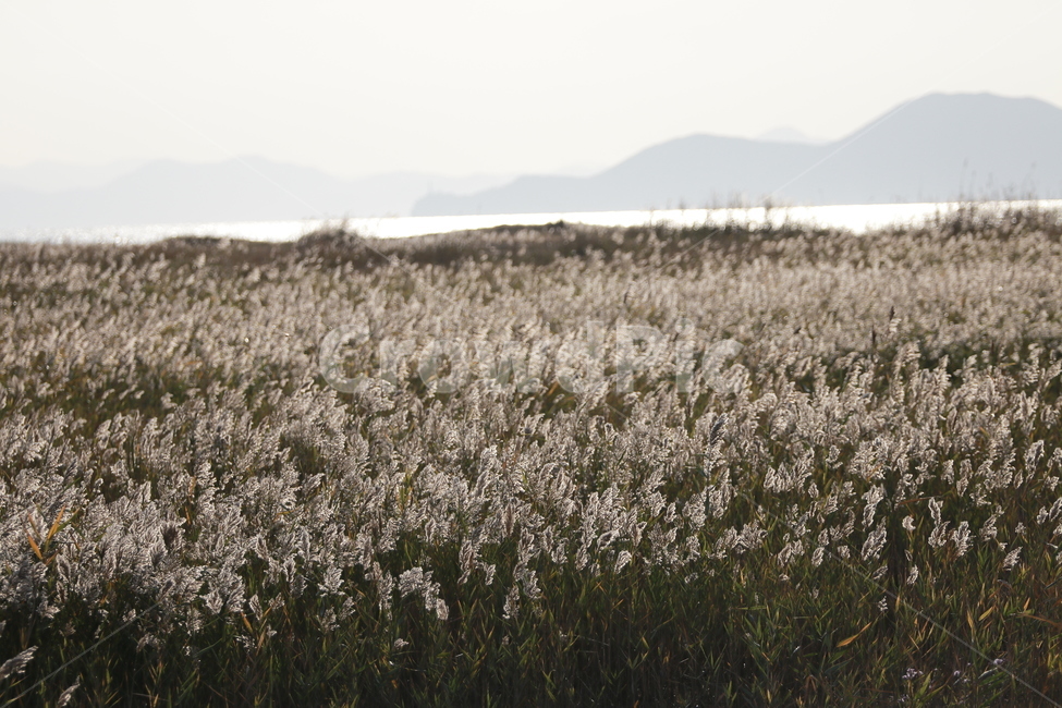 갈대,버들,가을,바람,감성,가을,계절,fall,autumn,season,plant,식물,grass,잔디,field,들
