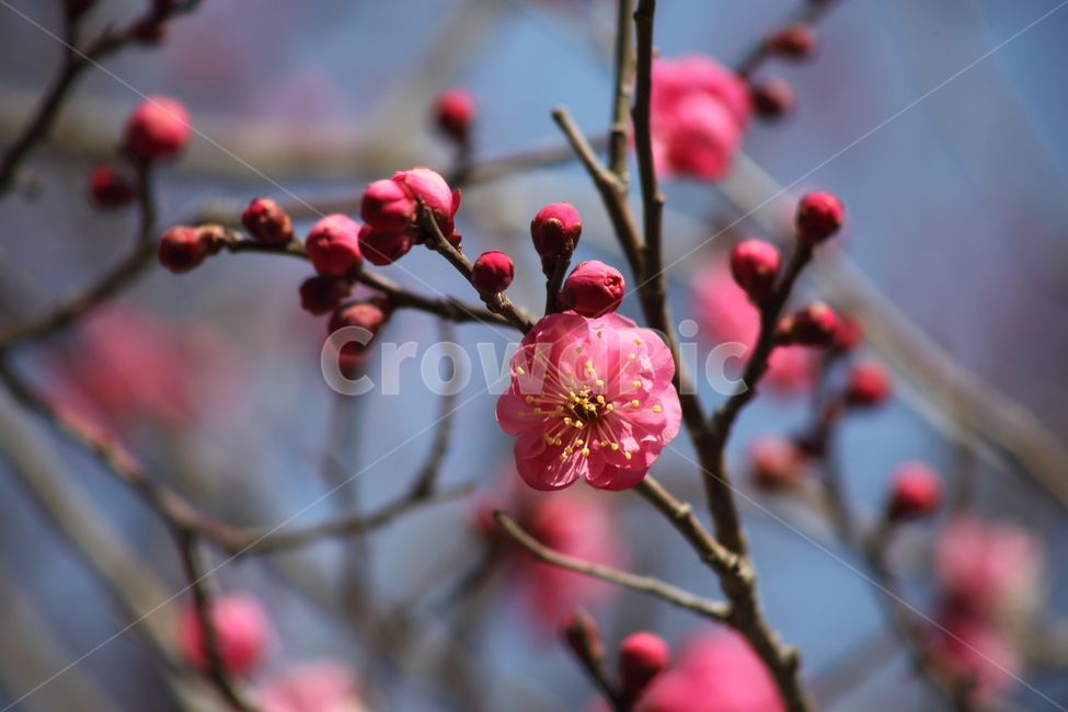 매화,홍매화,식물,japaneseapricot,Prunusmume,봄꽃,봄,식물,자연,plants,nature,꽃,flower