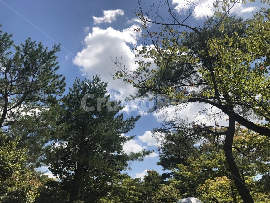 나무,풀,하늘,구름,풍경,자연,풍경,nature,landscape,tree,plant,식물