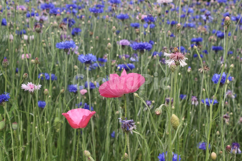 양귀비,수레국화,꽃밭,꽃,flower,flowers