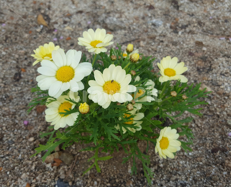 꽃,식물,근접,봄,flower