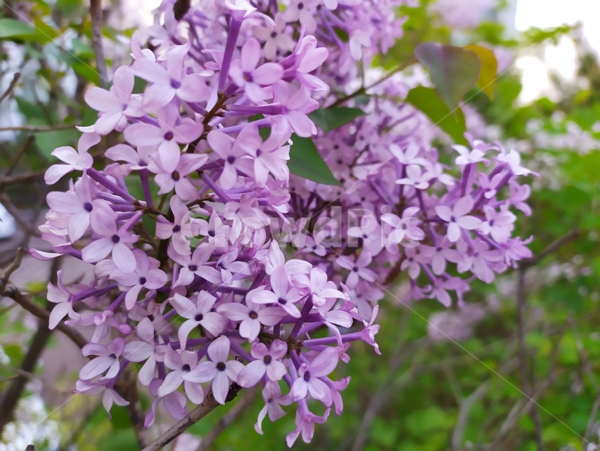 라일락,들꽃,보라색꽃,lilac,꽃다발,식물,자연,plants,nature,꽃,flower