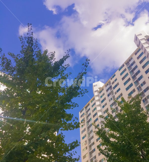 아파트,햇살,하늘,감정,나무,감성,도시,풍경,city,landscape,한국도시풍경,한국도시경관,korea cityscape,plant,식물,tree,building,건물,office building,사무실 건물