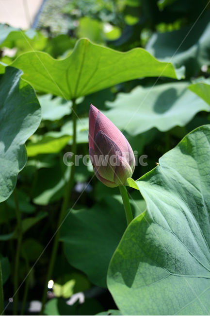 연꽃,식물,flower,plants,nature,꽃,봉원사,풍경,연잎,식물,자연,plants,nature,꽃,flower
