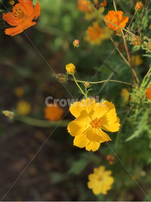 plant,식물,코스모스,노란꽃,노란색,꽃,황코스모스,황화,감성,가을,가을식물,꽃밭,정원,cosmos,yellow,노랑