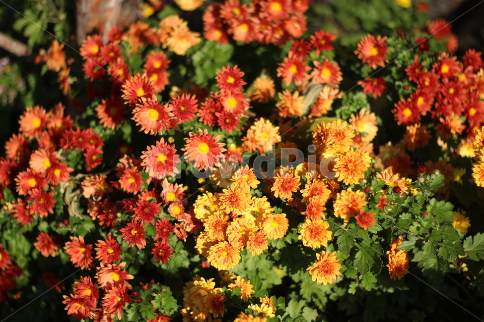 화단,꽃,가을,가을꽃,식물,자연,알록달록,flower,아름다움,식물,자연,plants,nature,꽃,flower