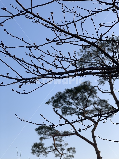 겨울,봄,꽃봉우리,나뭇가지,tree,나무,plant,식물