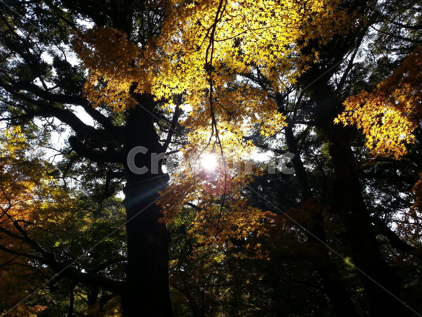 식물,잎,나무,단풍,plant,leaf,tree,maple