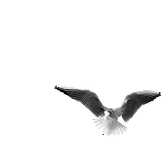 seegull,갈매기,새,bird,animal,동물,flying,날다,하늘,자연,nature,natural,flyhigh,sky,동물,animal,조류,새,birds