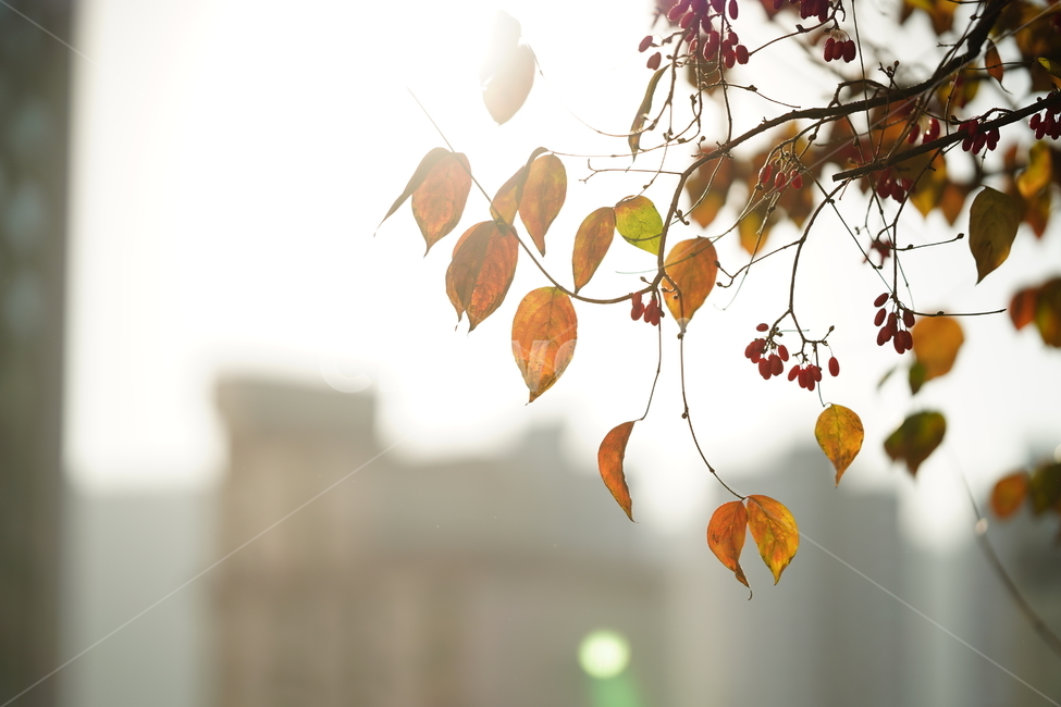 감성,빛,나뭇잎,식물,햇살,계절,풍경,햇빛,잎,나무,느낌,가을,계절,fall,autumn,season,식물,자연,plants,nature,휴식,힐링,rest,relaxation,healing,leaf,plant