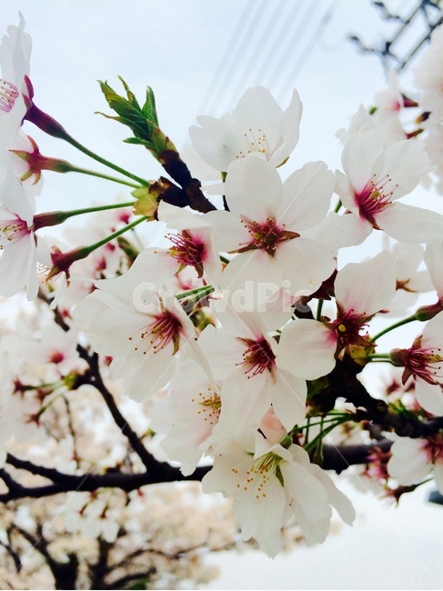 꽃,식물,자연,flower,nature,분홍색,분홍,pink,흰색,white,봄,spring,벚꽃,꽃송이,꽃나무,blossom,봄,계절,spring,season,식물,자연,plants,nature,꽃,flower,plant