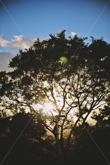 나무,그림자,실루엣,햇빛,플에어,tree,shadow,silhouette,식물,자연,plants,nature,나무,trees,wood