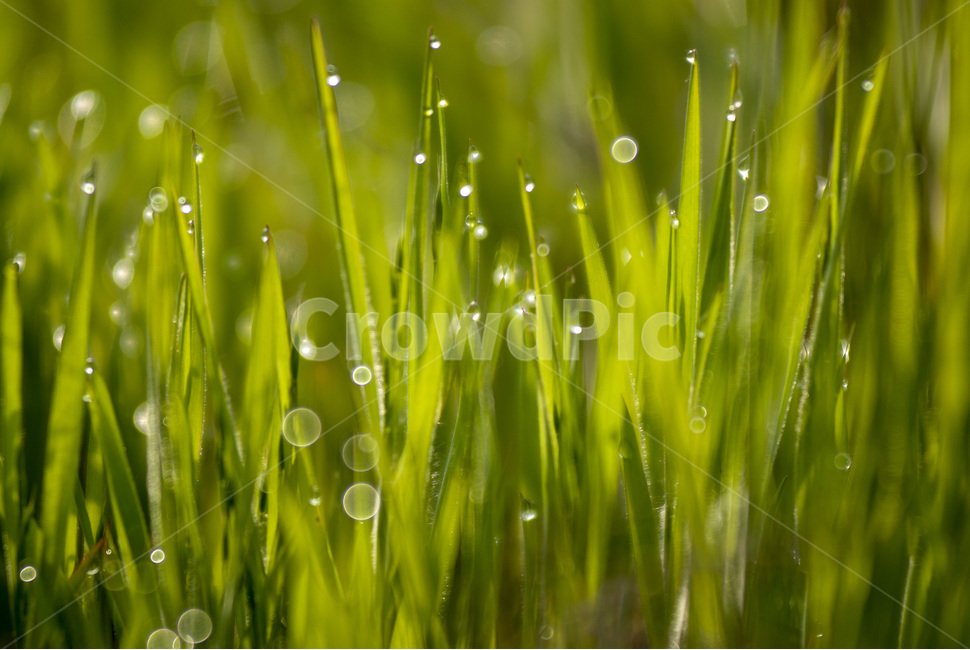 자연,보리,청보리,nature,이슬,새벽사진,풍경사진,보리밭,자연,풍경,nature,landscape,식물,plants,감성,sensible,feeling,plant,grass,잔디,droplet,작은 물방울