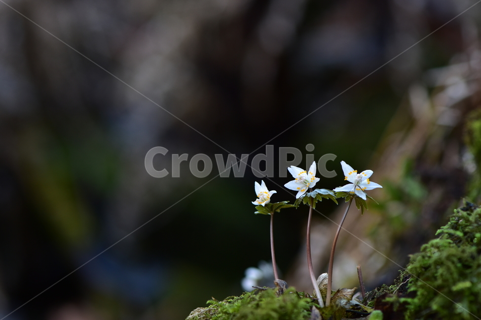 너도바람꽃,야생화,봄,꽃,풀꽃,자연,식물,식생,감성,힐링,plants,nature,spring,season,flower,emotion,feeling,흰색,초본,너도바람꽃속