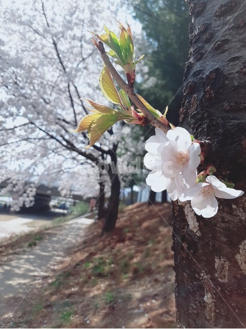 꽃,blossom,벚꽃,cherryblossom,나무,벚나무