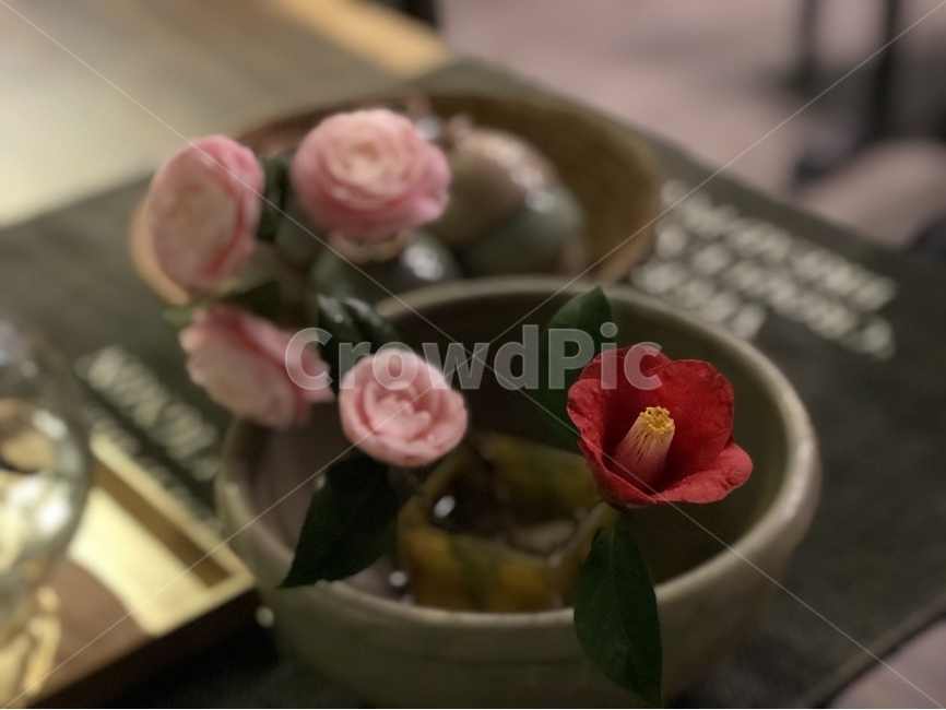 꽃,봄,자연,봄꽃,식물,식물,자연,plants,nature,꽃,flower