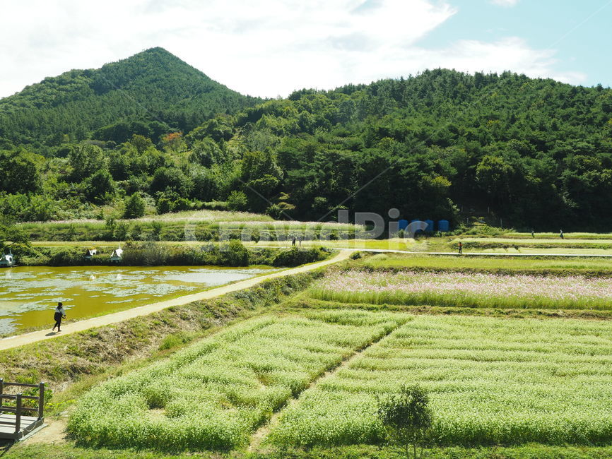 가을,메밀꽃,초록색,흰꽃,북천,하동,자연,풍경,nature,landscape
