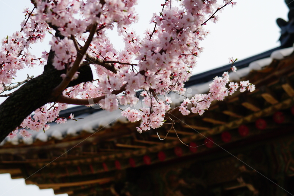 살구나무꽃,봄꽃,한국자연,꽃,꽃사진,플라워,flower,봄,spring,식물,plants,자연,nature,풍경,landscape,계절,season,snap,스냅,접사,macro,closeup,클로즈업,감성사진,감성,힐링,healing,느낌,feel,feeling,꽃밭,화단,나무,나뭇가지,tree,꽃봉오리,4월,April,살구나무,한옥,사찰,절,봄,계절,spring,season,한국전통,한국문화,korean traditional,korean culture,식물,자연,plants,nature,꽃,flower,plant,blossom