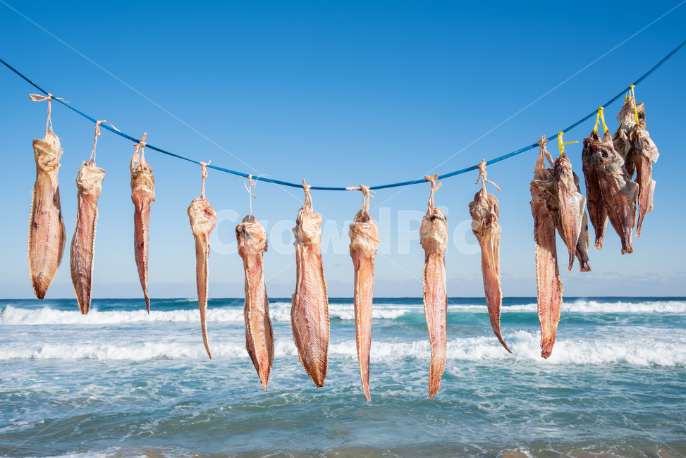 winter,cold,sea breeze,scenery,dried,winter sea,sea,dried fish,healing,ingredients,Dried fish,unusual,sky,waves,seafood,nature,drying rack,interesting,fishing,flounder,cuisine,natural drying,food,Gangwondo,East Sea,fishing village,blue,drying,winter wind,