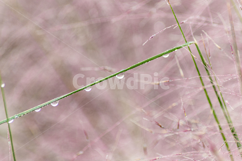 이슬,핑크뮬린,식물,물방울,꽃,식물,자연,plants,nature