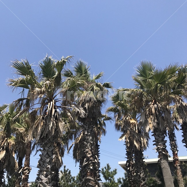 제주도,야자나무,야자,봄,여름,풍경,나무,하늘,자연,열대야,식물,자연,plants,nature,나무,trees,wood