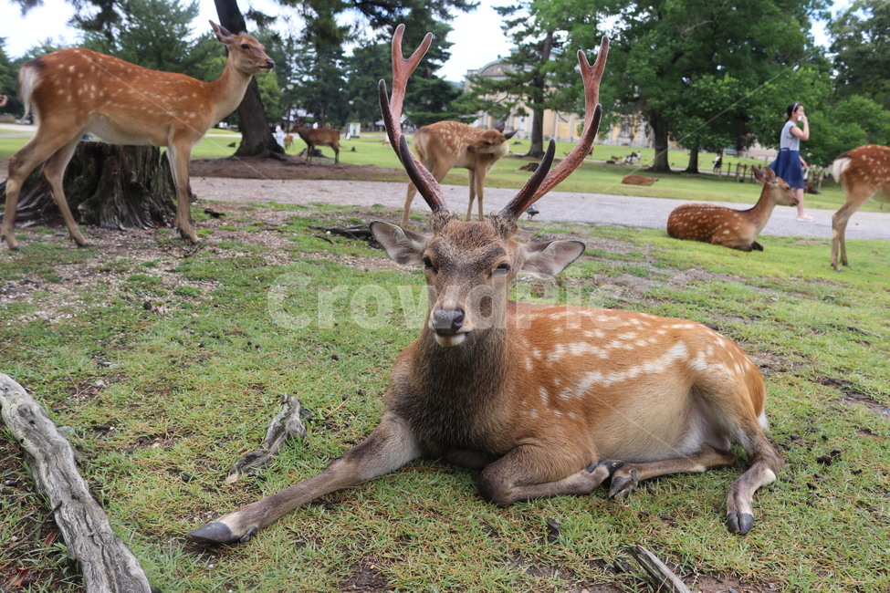 동물,deer,사슴,야생동물,루돌프,동물,animal,포유류,mammal