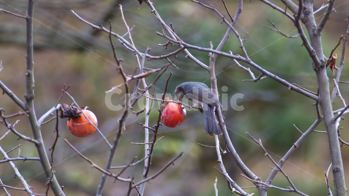 가을,fall,감나무,감,persimmon,persimmontree,새,bird,밥먹는새,홍시