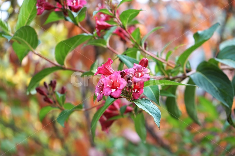 붉은병꽃나무,식물,나무,꽃,자연,weigelaflorida,plant,nature,tree,blossom,beautiful,flower,병꽃나무,분홍,암술,수술,식물,자연,plants,nature,꽃,flower