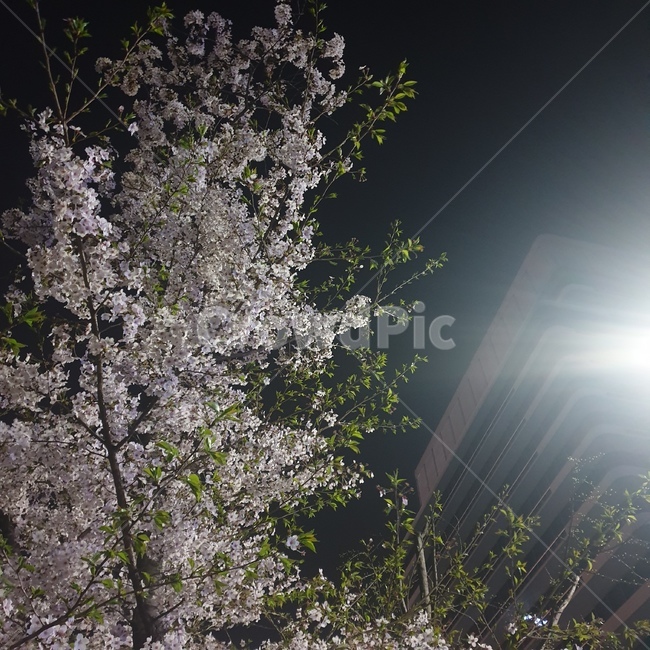 벚꽃,벚꽃나무,밤,식물,plant,light,빛,flare,플레어,식물,자연,plants,nature,꽃,flower