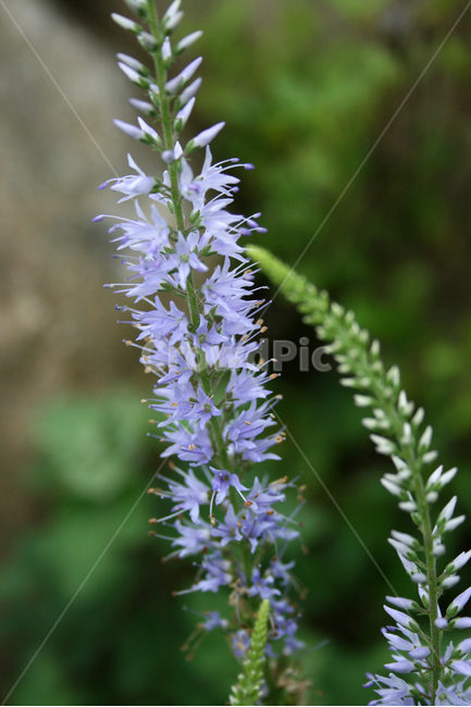 긴산꼬리풀,식물,flower,plants,nature,꽃,꽃봉오리,식물,자연,plants,nature,꽃,flower