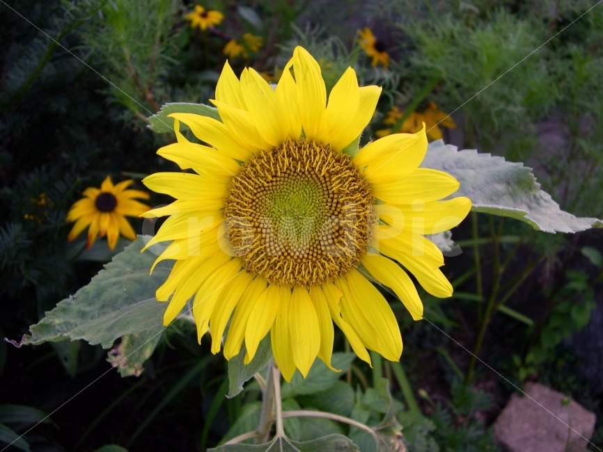 해바라기,식물,꽃,해바라기꽃,flower,sunflower,nature,자연,여름,계절,summer,season,식물,자연,plants,nature,꽃,flower,plant,blossom