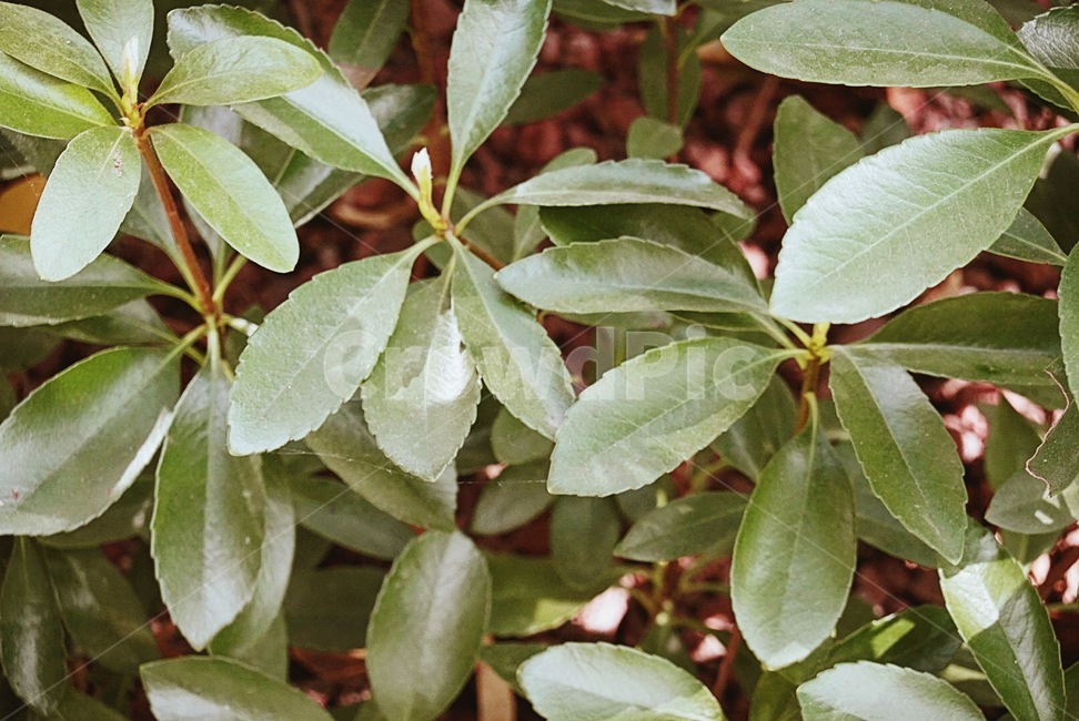 plant,식물,leaf,잎,나무