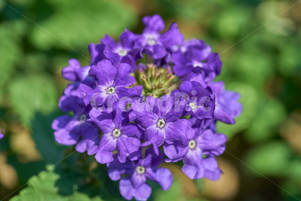 꽃,식물,십자화,오브리에타,봄,개화,접사,macro,꽃잎,식물,자연,plants,nature,꽃,flower