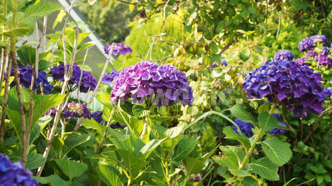 수국,꽃,봄,따뜻함,작은소망,감성,감성사진,확대,줌,소박한꿈,봄,계절,spring,season,식물,자연,plants,nature,꽃,flower,blossom,geranium,제라늄,plant