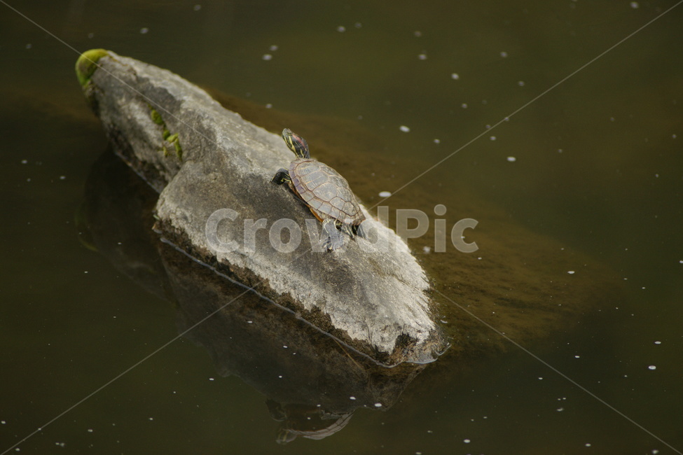 불은귀거북,청거북,방생,하천,생태계파괴,동물,animal,파충류,양서류,reptile,amphibian