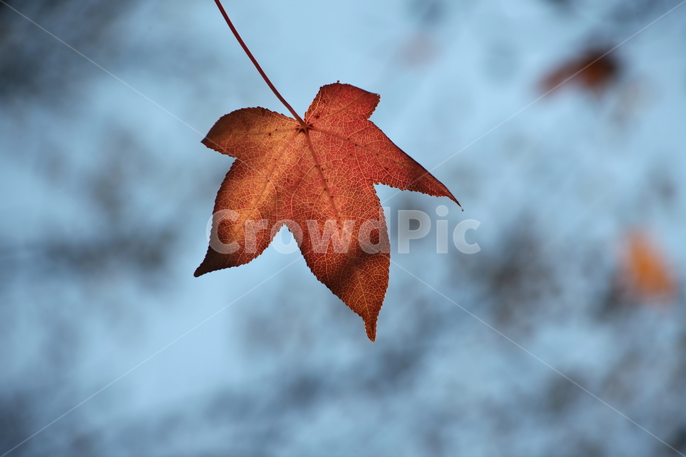단풍,미국풍나무,가을,liquidambarstyraciflua,sweetgum,가을,계절,fall,autumn,season,leaf,잎,plant,식물,tree,나무,maple