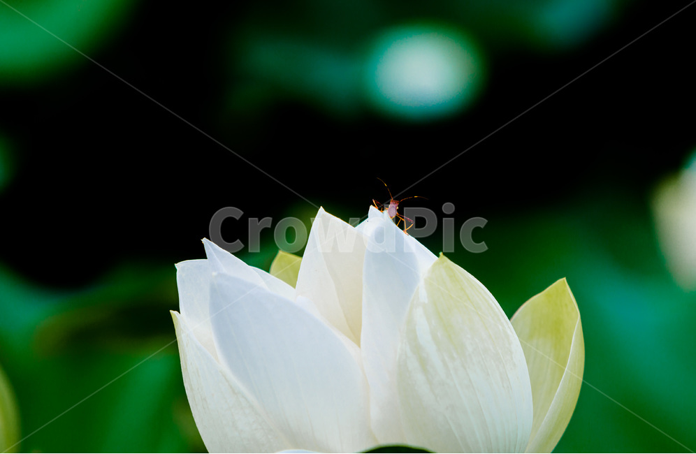 연꽃,연잎,문양,무늬,습지,식물,자연,plants,nature,꽃,flower,동물,animal,곤충,벌레,insect,bug