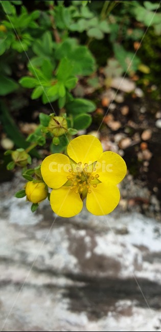 꽃,노랑,풀꽃,봄,제라늄,꽃,flower