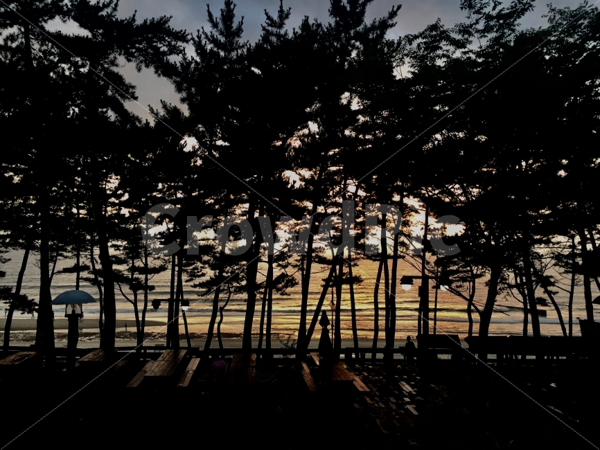 숲,나무,노을,야경,풍경,바다,쓸쓸함,분위기,자연,풍경,nature,landscape,해변,바다,beach,sea,실루엣,그림자,silhouette,shadow
