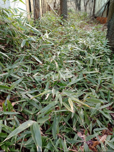 식물,자연,잎,plant,leaf,대나무,bamboo,상록성식물,대나무잎,식물,자연,plants,nature