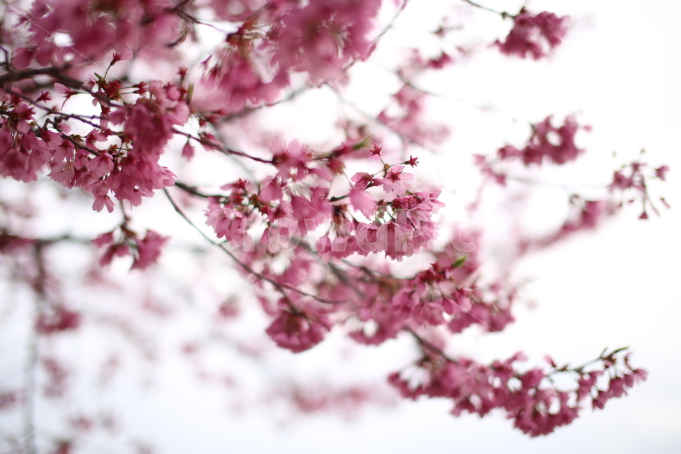 plant,식물,blossom,flower,꽃,봄,핑크,벚꽃