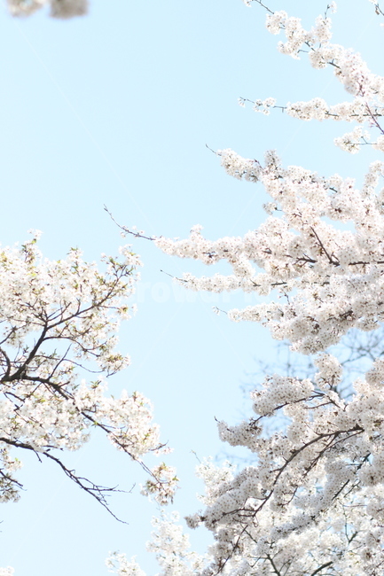 벚꽃,벚꽃놀이,꽃,맑음,꽃놀이,감성,봄,계절,spring,season,plant,식물,blossom,cherry blossom,flower