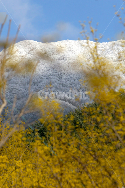 산수유,산수유나무,산수유마을,봄,계곡,시골,자연,계절,spring,santasteria,nature,봄,계절,spring,season