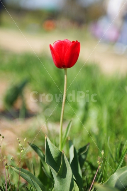 안면도,태안,네이처월드,태안네이처월드,튤립축제,축제,festival,튤립,튤립꽃,꽃,꽃사진,photo,photography,photographer,스냅,포토,snap,snapshot,감성,감성사진,분위기,분위기사진,여행,1박2일,1박2일여행,식물,자연,plants,nature,봄,계절,spring,season,꽃,flower,plant,blossom