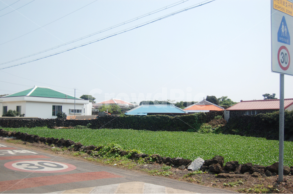 제주,제주도,올레길,올레,길,jeju,섬,여름,제주도,jeju,jeju island,시골,마을,풍경,landscape,country,rural,town,building,건물,neighborhood,이웃,urban,어반