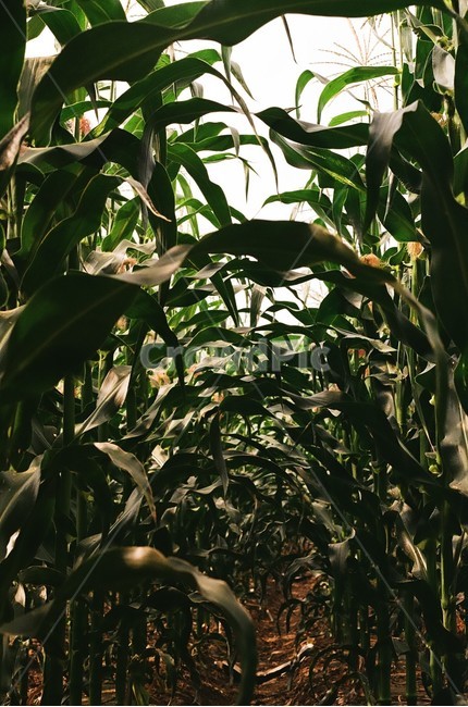옥수수,식물,옥수수밭,plant,corn,식물,자연,plants,nature