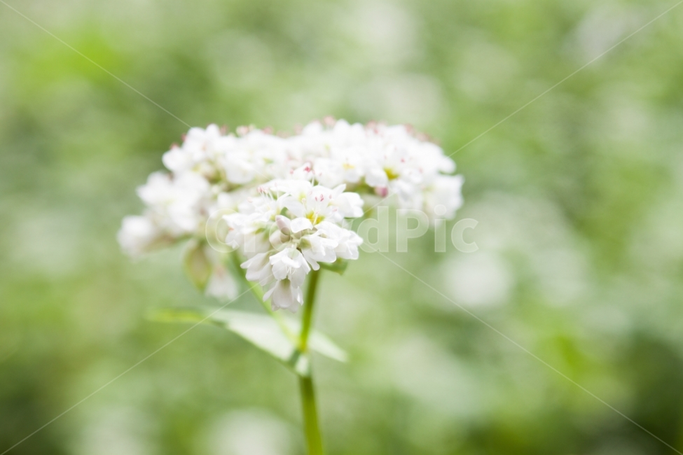 메밀,메밀꽃,메밀밭,꽃밭,꽃,flower,buckwheatflower,식물,자연,plants,nature,꽃,flower,감성,sensible,feeling