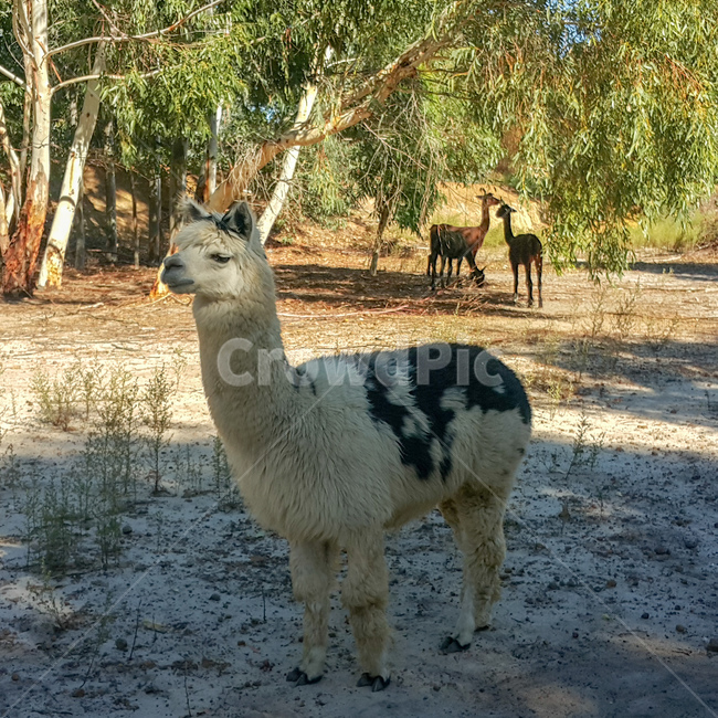 동물,알파카,alpaca,camelid,낙타과,귀여움,adorable,cute