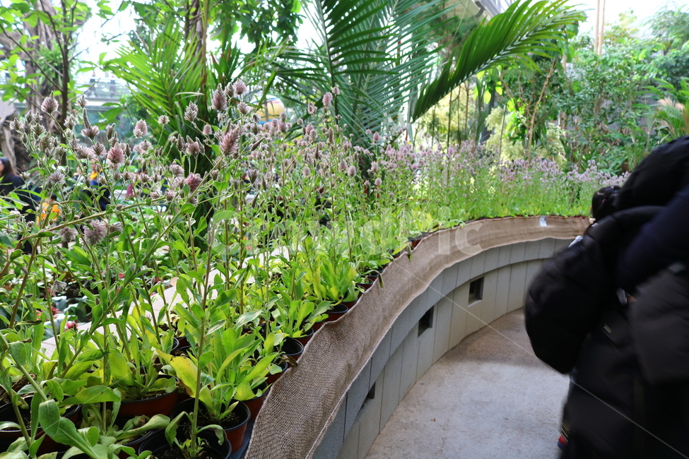 프틸로투스,꽃,프틸로투스꽃,비름과,식물,자연,식물원,식물,자연,plants,nature,꽃,flower